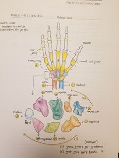 a diagram of the hand and wrist bones in an open book with colored inks