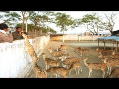 a group of deer standing next to each other on a dirt ground near a fence