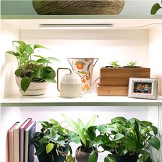 three shelves with plants and books on them