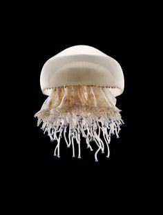 an image of a jellyfish in the dark