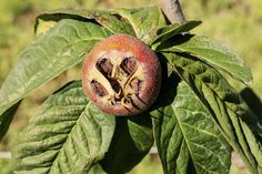 the fruit is still on the tree and ready to be picked from it's leaves