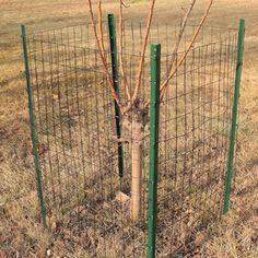 there is a tree that has been planted in the fenced off area with no leaves on it