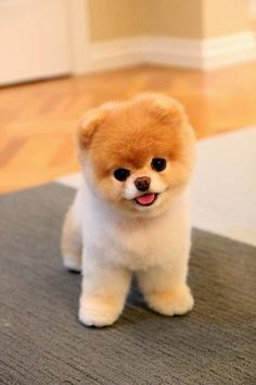 a small brown dog standing on top of a wooden floor