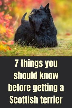 a black scottish terrier sitting in the grass with text that reads 7 things you should know