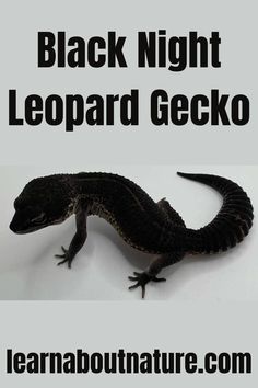 Black Night Leopard Gecko Permian Period, Land Animals, The Leopard