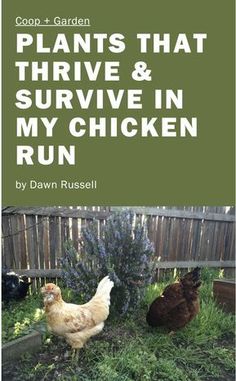 the cover of plants that survive and survive in my chicken run, with chickens walking around