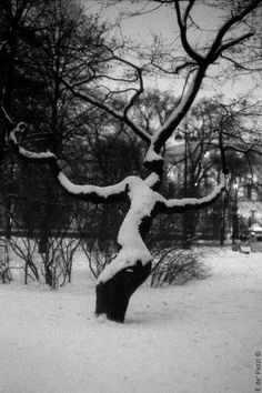 a black and white photo of a tree in the snow