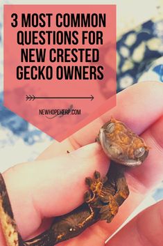 a hand holding a baby gecko in it's palm with the words 3 most common questions for new crested gecko owners