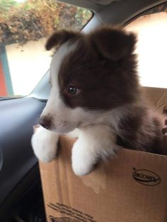 a puppy is sitting in a cardboard box on the back seat of a car while looking out the window