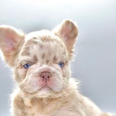 a small white dog with blue eyes laying on the ground in front of a gray background