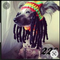 a dog with dreadlocks on it's head and wearing a colorful hat