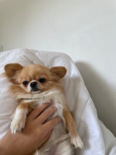 a small brown and white dog sitting on top of a person's lap in bed