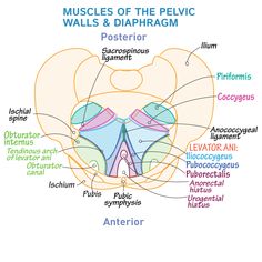 the muscles of the pelvic wall and diaphram diagram with labels on it