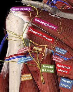 this is an image of the muscles and their major branches, labeled in different colors