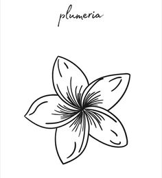 a black and white drawing of a flower with the word plumeria written on it