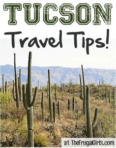 a cactus field with the words tuscon travel tips