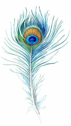 a drawing of a peacock's tail with blue feathers