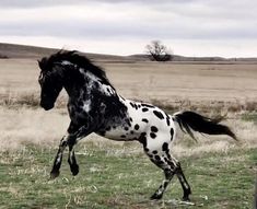 a black and white spotted horse running across a field