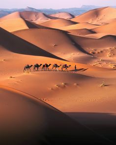 three camels are walking in the desert with mountains in the background