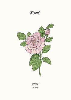 An hand drawn illustration of a rose flower with June written above Birthflower June Tattoo, June Magick, June Illustration, June Flower, June Birth Flower, Daffodil Tattoo, Rose Illustration, Flower Art Print, Birth Month Flower