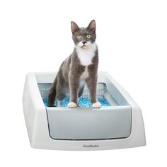 a gray and white cat sitting in a litter box on top of blue carpeted floor