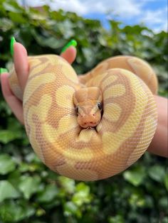 a hand holding a large yellow snake in it's right arm, with its mouth open