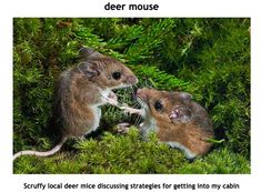 two brown and white mouses in the middle of some green plants with their mouths open