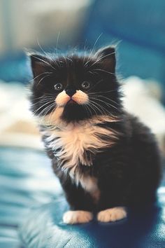 a black and white kitten sitting on top of a table next to a blue wall