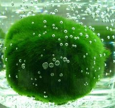 a close up of a green ball in water with bubbles on the bottom and inside