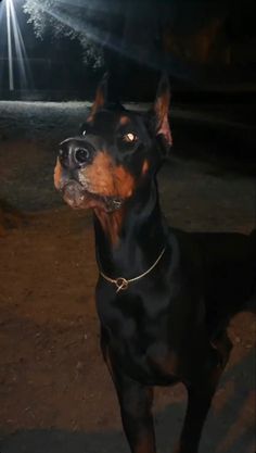 a black and brown dog standing on top of a dirt field next to a light