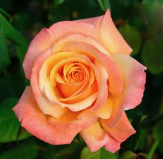 an orange and yellow rose is blooming in the garden with green leaves around it