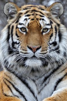 a close up of a tiger laying on the ground