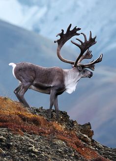 a reindeer with large antlers standing on top of a rocky hill in the mountains