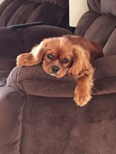 a small dog laying on top of a brown couch