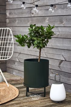 a potted plant sitting on top of a wooden table next to a white chair