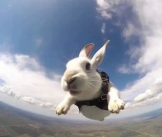 a white rabbit is flying through the air