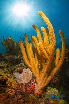 an underwater view of corals and seaweed on the ocean floor with sun shining in the background