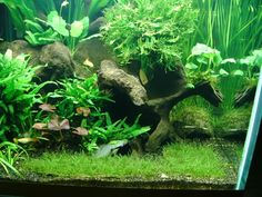 an aquarium filled with lots of green plants