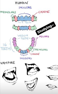 an image of teeth with different types of teeth and their corresponding parts to them on the screen