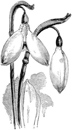 an orchid flower is shown in black and white, vintage line drawing or engraving illustration