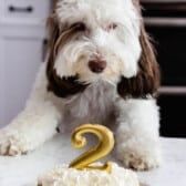 a small dog sitting on top of a counter next to a cake with the number two