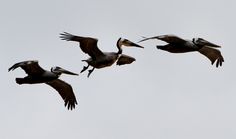 three pelicans are flying in the sky with their beaks open and wings spread