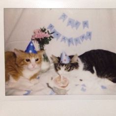 three cats are laying on a blanket with a party hat and cake in front of them