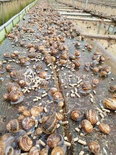 many snails are crawling on the ground in an area that has been fenced off