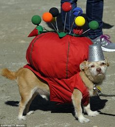 a small dog wearing a costume with pins on it's head