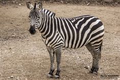 a zebra standing on top of a dirt field