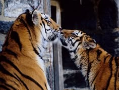 two tigers are standing next to each other and one is touching the other's face