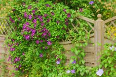 purple flowers growing on the side of a wooden fence in front of green plants and yellow flowers