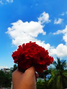 a person's hand holding a red flower in front of a blue sky with clouds