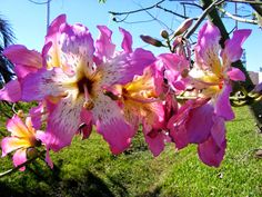 some pink and white flowers in the grass